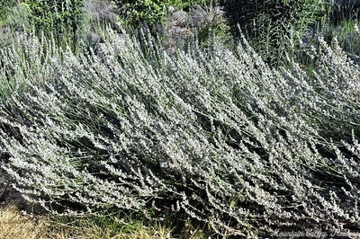 Lavandula x intermedia 'Edelweiss' Edelweiss White Lavender image