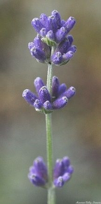 Lavandula angustifolia 'Hidcote' Hidcote Lavender image