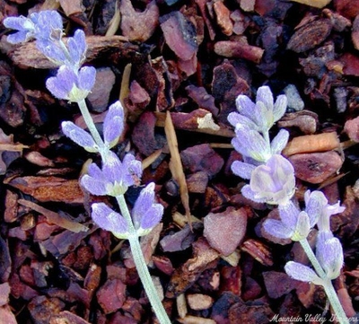 Lavandula angustifolia 'Munstead' Munstead Lavender image