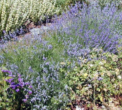 Lavandula angustifolia 'Munstead' Munstead Lavender image
