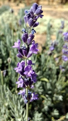 Lavandula angustifolia 'Royal Purple' Royal Purple Lavender image