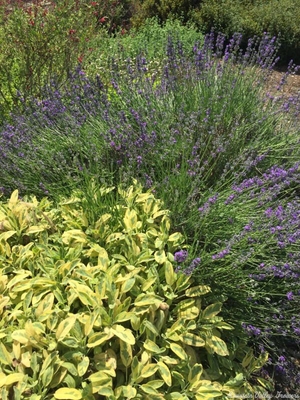 Lavandula angustifolia 'Sachet' Sachet Lavender image