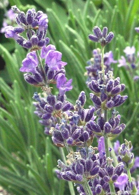 Lavandula angustifolia 'Sarah' Sarah Lavender image