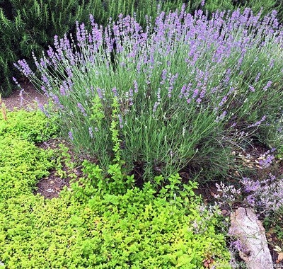 Lavandula angustifolia 'Sarah' Sarah Lavender image