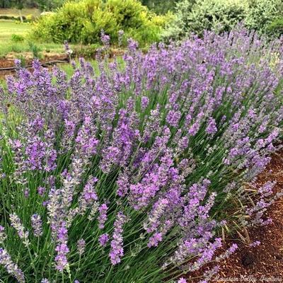 Lavandula angustifolia 'Sarah' Sarah Lavender image