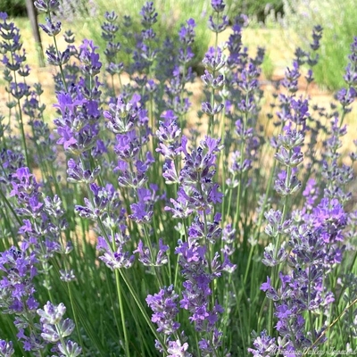 Lavandula angustifolia 'Vera' Vera Lavender image