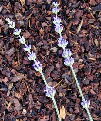 Lavandula angustifolia 'Vera' Vera Lavender image