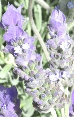Lavandula dentata Lambikins Dwarf French Lavender image