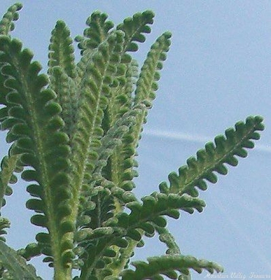 Lavandula dentata Lambikins Dwarf French Lavender image