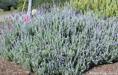 Lavandula dentata French Lavender image