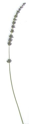Lavandula heterophylla Sweet Lavender image