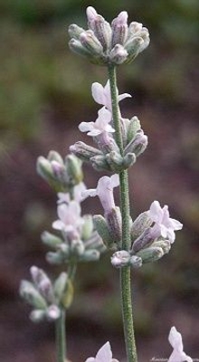 Lavandula angustifolia 'Jean Davis' Jean Davis Lavender image