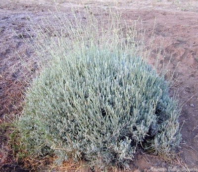 Lavandula lanata 'Boiss' Woolly Lavender image