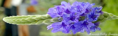 Lavandula pinnata Pinnata Lavender image