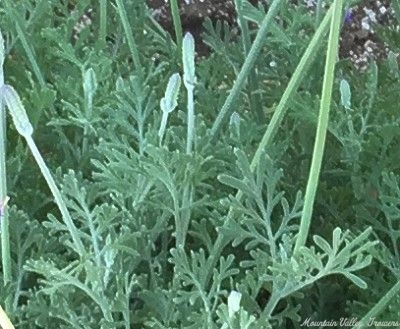 Lavandula pinnata Pinnata Lavender image