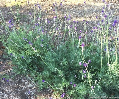 Lavandula pinnata Pinnata Lavender image