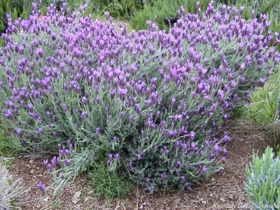 Lavandula stoechas Spanish Lavender image