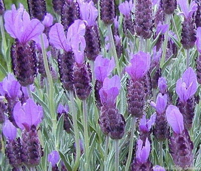 Lavandula stoechas Spanish Lavender image
