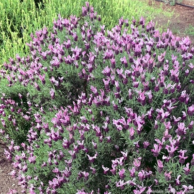 Lavandula stoechas 'Kew Red' Kew Red Spanish Lavender image
