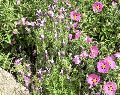 Lavandula stoechas 'Kew Red' Kew Red Spanish Lavender image