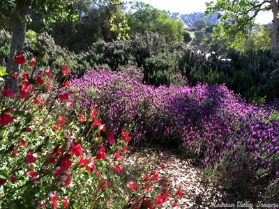 Lavandula stoechas Spanish Lavender image