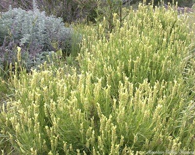 Lavandula viridis Yellow Lavender image