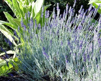 Lavandula lanata x chaytorae Richard Gray Lavender image