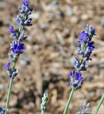 Lavandula lanata x chaytorae Richard Gray Lavender image