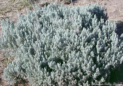 Lavandula x ginginsii Goodwin Creek Lavender image