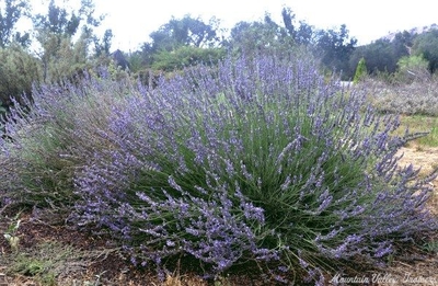 Lavandula x intermedia 'Abrialii' Abrial Lavender image