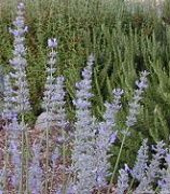 Lavandula x intermedia 'Hidcote Giant' Hidcote Giant Lavender image