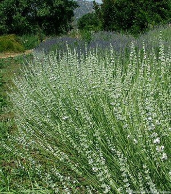 Lavandula x intermedia 'Edelweiss' Edelweiss White Lavender image