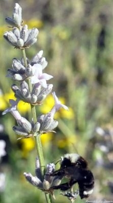 Lavandula x intermedia 'Edelweiss' Edelweiss White Lavender image