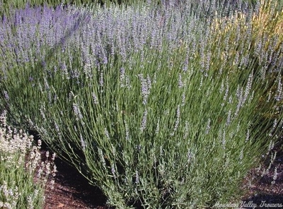 Lavandula x intermedia 'Grappenhall' Grappenhall Lavender image