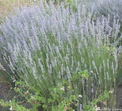 Lavandula x intermedia 'Grappenhall' Grappenhall Lavender image