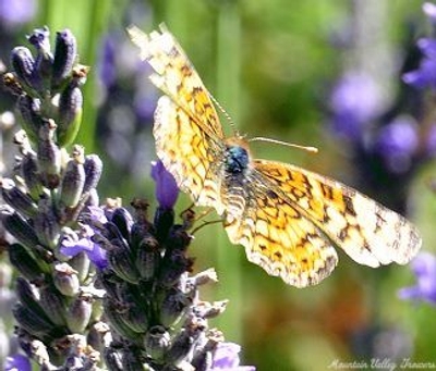 Lavandula x intermedia 'Grosso' Grosso Lavender image