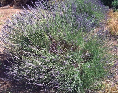 Lavandula x intermedia 'Grosso' Grosso Lavender image