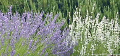 Lavandula x intermedia White Grosso Lavender image