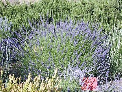 Lavandula x intermedia 'Grosso' Grosso Lavender image