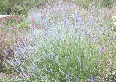 Lavandula x intermedia 'Provence' Provence Lavender image