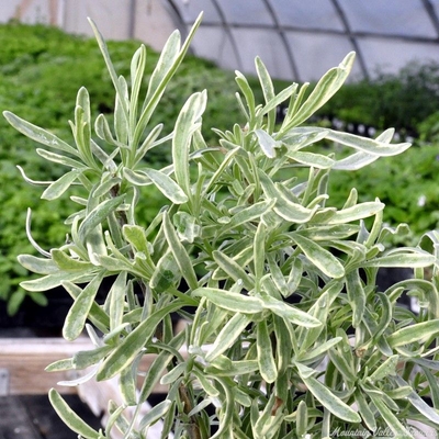 Lavandula x intermedia 'Silver Edged' Silver Edged English Lavender image