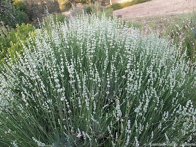 Lavandula x intermedia White Grosso Lavender image