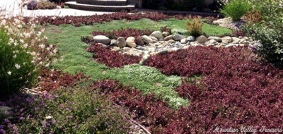 Thymus Lemon Frost Thyme image