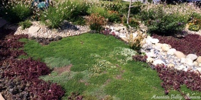 Thymus Lemon Frost Thyme image