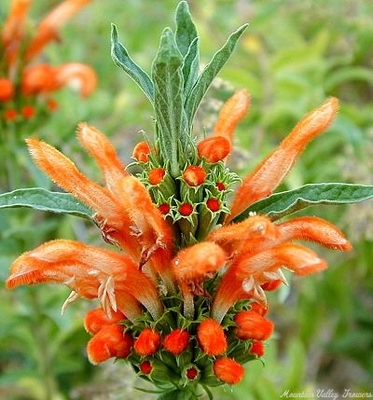 Leonotis ocymifolia Lion's Tail image