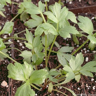 Levisticum officinalis Lovage image