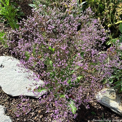 Limonium latifolium Sea Lavender image