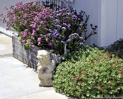 Limonium sinuatum Midnight Blue Statice image