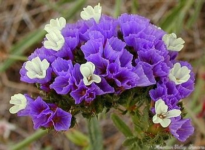 Limonium sinuatum Midnight Blue Statice image