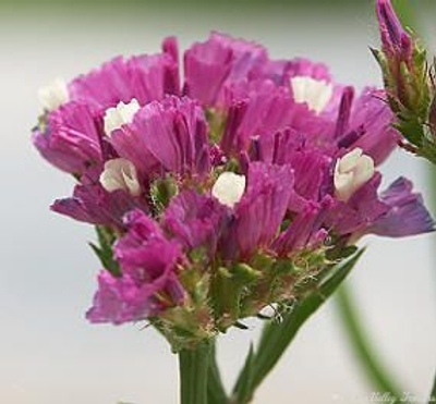 Limonium sinuatum American Beauty Rose Statice image